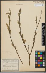 Foto von Salix purpurea L. x Salix viminalis L.